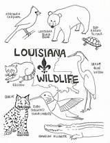 Coloring Pages Wildlife Swamp Louisiana Animals State Bird Kids Printable Color Cajun Flag Preschool Print Lesson Small Florida Arizona Map sketch template