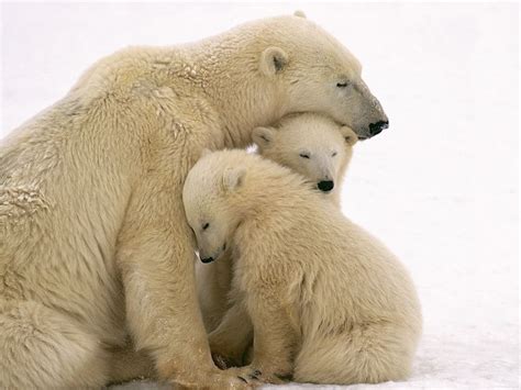 cuddle bears cuddly cuties pinterest