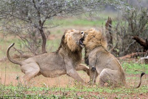 lion  lion fight  drama  lion beat  rival  interrupted