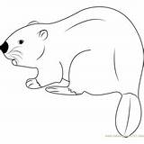 Beaver Coloring Pages Eurasian Coloringpages101 Rodent sketch template