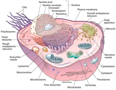 animal cell  structure animal cell structure  organelles   functions jotscroll