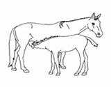 Cavalos Cavalo Caballos Caballo Cima Trapezista sketch template