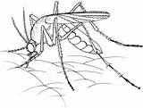 Mosquito Zanzara Realista Zancudo Moustiques Ausmalbild Saugt Blut Muecke Stampare Realistica Malvorlage sketch template