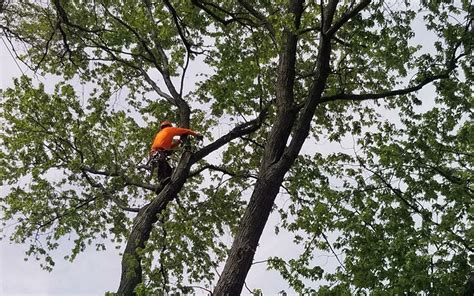 tree trimming   tree services