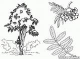 Castagno Drzewa Rowan Sorbier Tree Tiglio Kolorowanka Castanheiro Coloriage Malvorlagen Colorkid Kastanienbaum Kolorowanki Colorir Pinos Lipa Arbre árvore Alberi Arbres sketch template