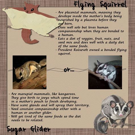 sugar gliders eat walnuts find    animals guide