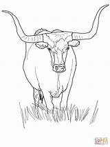 Longhorn Coloring Texas Cattle Pages Printable Cow Drawing Color Supercoloring Book Sheet Books Adults Popular sketch template