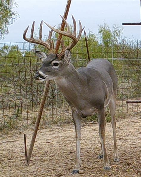 south texas deer hunting hunting leases