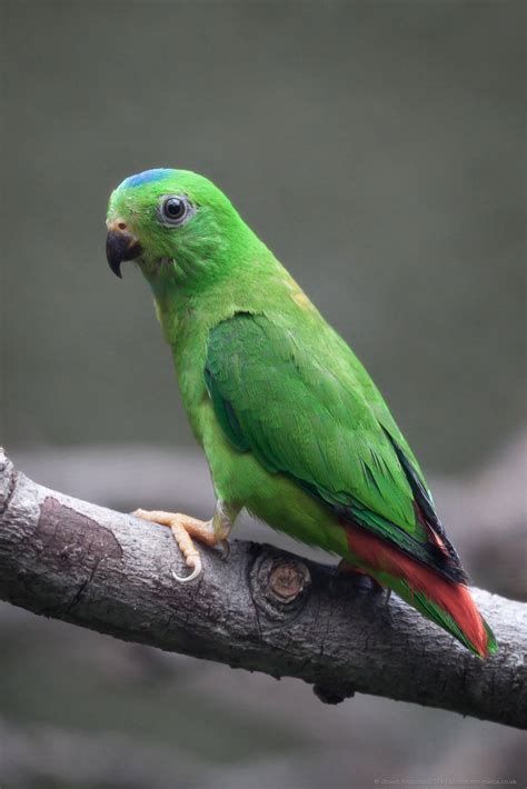 blue crowned hanging parrot  zoochat
