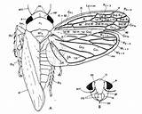 Leafhopper Coloring Cicadellidae Structure Leafhoppers Head Antennae Designlooter 17kb 321px Uis Ento sketch template