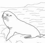 Galapagos Seal Coloring Pages Fur Seals Elephant Animals Printable Drawing Sheets Drawings Color sketch template