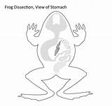 Frog Dissection Tactile sketch template