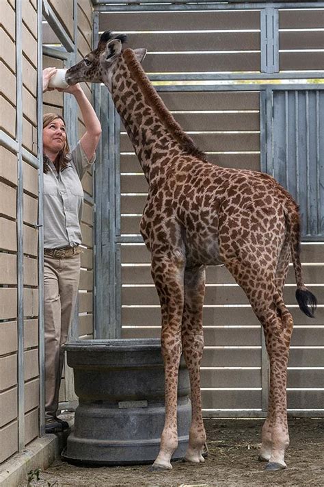 standing tall baby giraffe nursed   health  sd zoo safari park