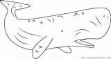 Whale Coloring Sperm Pages Coloringpages101 Color Printable Online Kids Whales sketch template