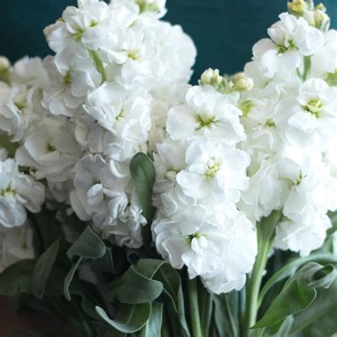 white stock flower bulk fresh diy wedding flower flower moxie