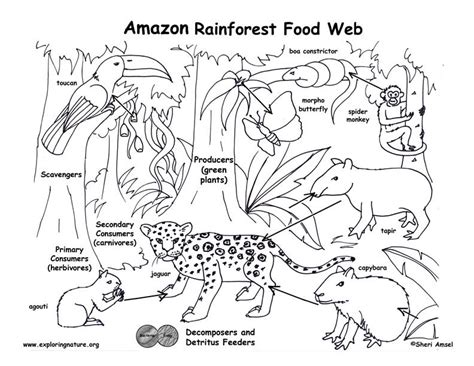 amazon rainforest food chain coloring page coloring home