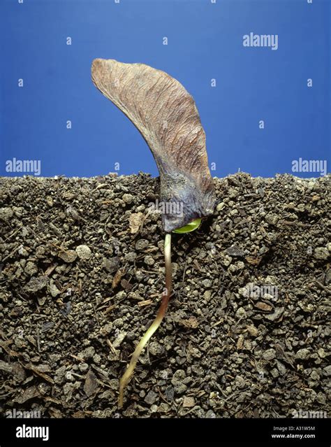 maple seed acer sp germinating note typical winged seed coat stock photo alamy