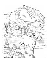 Sheep Bighorn Coloring Rocky Mountain Pages sketch template