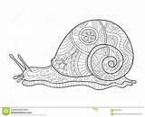Escargot Lumaca Snail Vecteur Adulti Slak Vettore Zentangle Adulte Stress Lines sketch template