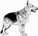 Coloring Pages Dog German Shepherd Breed Realistic Print Kids Dogs Puppy Great Dane Printable Drawings Para Tiere Colorear Choose Board sketch template