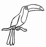 Toucan Drawing Bird Easy Clipart Outline Coloring Clipartbest Sun Color Transparent Clip Cliparts Clipartmag Paintingvalley Webstockreview sketch template