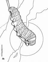 Coloring Pages Caterpillar Animal Choose Board Insect Literacy Line sketch template