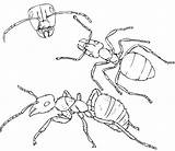 Ants Hormigas Colony Hormiga Bestcoloringpagesforkids Dragoart Toddlers Facil sketch template