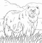 Grizzly Oso Alaska Sketsa Binatang Buas Dibujo Mewarnai Supercoloring Alaskan Druku Animal Kolorowanki Gambarcoloring Osos Kleurplaten Berenstain Lemingi Kolorowanka Grizzy sketch template