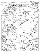 Coloring Pages Ocean Seal Animals Harp Monk Geographic National Sea Kids Animal Printable Hawaiian Seals Books Colouring Getcolorings Color Popular sketch template