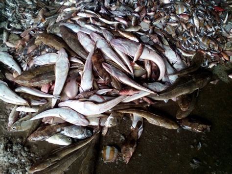ministry set  investigate   mass fish deaths society vietnam news politics