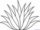 Agave Lineart Clipground Sweetclipart sketch template