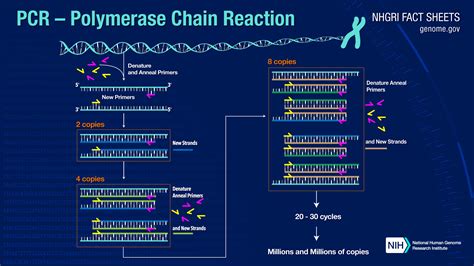 polymerase chain reaction pcr fact sheet