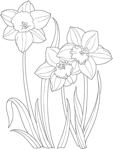 daffodil botanical drawing  getdrawings