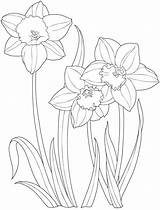 Daffodil Coloring Flower Drawing Flowers Pages Draw Garden Color Daffodils Colouring Dover Easter Creative Printable Kids Simple Getdrawings Botanical Publications sketch template
