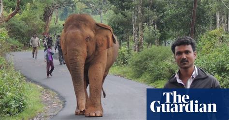 Can Elephants And Humans Live Together Environment