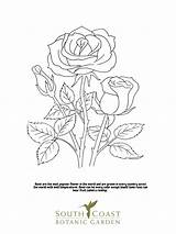 Coloring Seeds Pages Popular sketch template