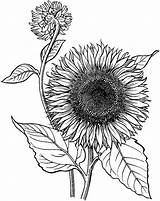 Sunflower Coloring Drawing Pages Line Printable Realistic Flower Garden Adult Mandala Getdrawings Blooming Preschoolers Sheets Sketch Print Choose Board sketch template