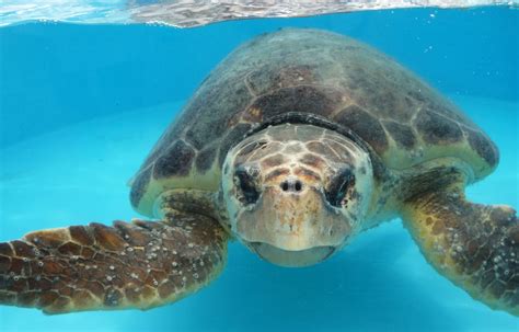 loggerhead marinelife center breaks  time sea turtle nest count