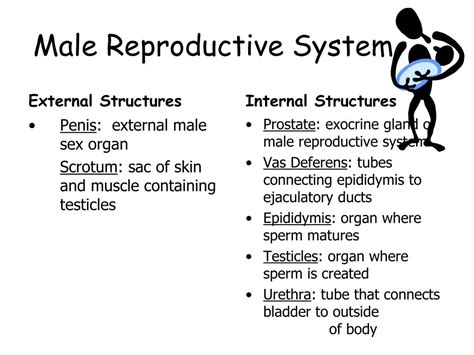 ppt human reproductive system review powerpoint