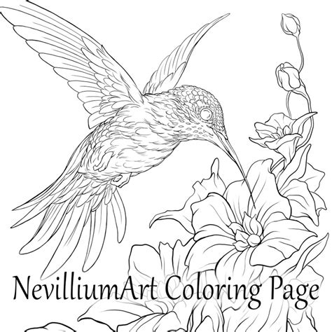 hummingbird flight coloring page nevilliumart instant etsy australia
