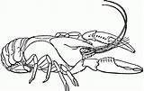 Crawfish Crayfish Coloring Drawing Clipart Clip Cliparts Boil Crustaceans Library Etc Getdrawings Freshwater Large Popular sketch template