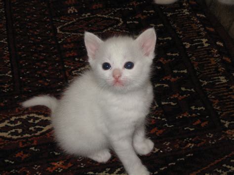 filewhite kittenjpg