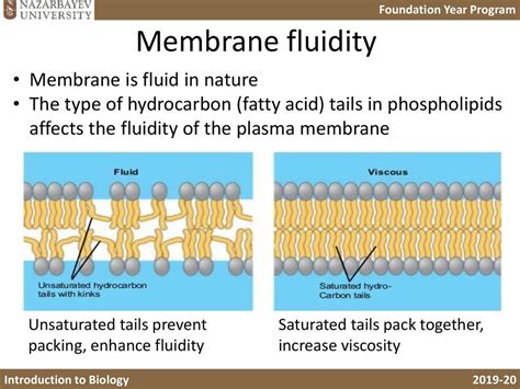 cells   plasma membrane lecture  prezentatsiya onlayn