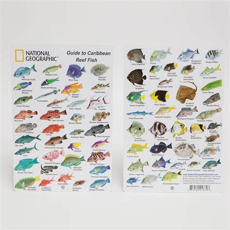 national geographic snorkeler fish id card caribbean reef fish sun fun outfitters