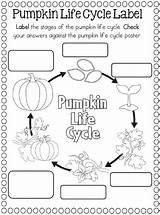 Pumpkin Cycle Life Science Cycles Worksheets Plant Preschool Paper Kindergarten Craft Worksheet Coloring Plate Sunflower Frog Grade Apple Kids Activities sketch template