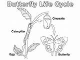 Life Cycle Butterfly Color Graphics Learn Coloring Au Counting Bakery Cycles Metamorphosis Pages Graphical Works Other Diagram Kids Children sketch template
