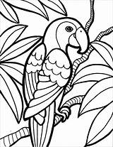 Macaw Coloring Pages Printable Coloringbay sketch template