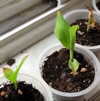growing cannas  seeds ebay