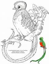 Quetzal Coloring Bird Pages Para Kids Resplendent Book Children Adult Rainforest Jan Brett Jungle Amazon Courtesy Illustrator Whole Her Has sketch template