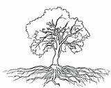 Tree Oak Coloring Getdrawings sketch template